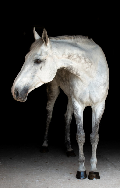 Vente de cheval : Edyson 