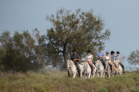 Guide �questre en Camargue