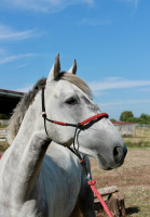 Vente de poney