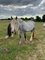 Vente de cheval : Ina
