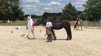 Cours et stages propri�taires � Poulains & jeunes chevaux
