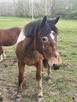 Vente de poney