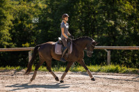 Vente de cheval : Katniss de Valdi