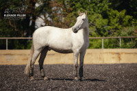Vente de cheval : Kerido PY