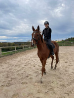 Vente de cheval : KERMOISAN