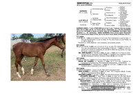 Vente de cheval : KHRYSTOS