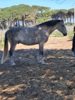Vente de cheval : Lanzarote