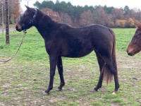 Vente de cheval : Last mood