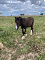 Vente de cheval : Legend de la charmille