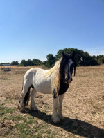 Vente de cheval : Lincoln de la charmille