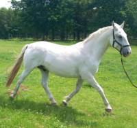 Vente de cheval : Magic