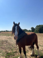 Vente de cheval : Lord de la charmille