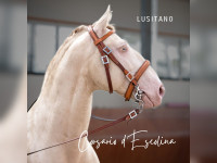 Vente de cheval : Corasario d'Escolina