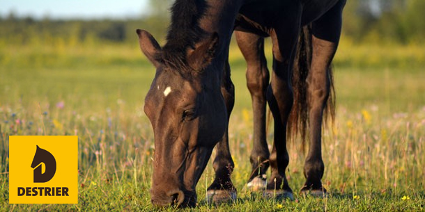 Faire maigrir son cheval