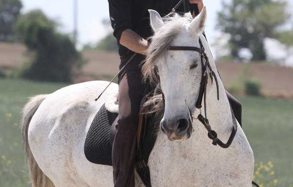 Les chevaux en thologie de Marc Ardeneus