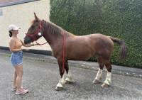 Vente de cheval : Muscade 3