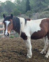 Vente de poney