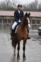 Vente de cheval : Nelson du Haut Chemin