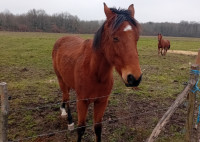 Vente de cheval : Neptune de corbery