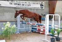 Vente de cheval : NEVADA DE NESS