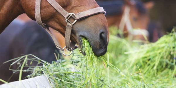 Nourriture cheval foin