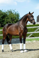 Vente de cheval : Obrilita