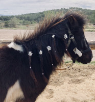 Vente de poney