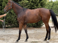 Vente de cheval : OMALEY GF