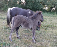 Vente de poney
