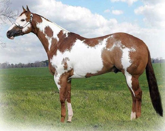 Cheval Paint Horse