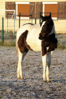 Vente de cheval : Pandemonium Vieux der