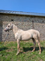 Vente de cheval : Pandore Edhellen