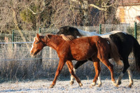 Vente de cheval : PaoBella du Vieux Der