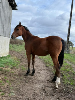 Vente de cheval : Olympe de gaptiere
