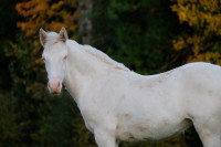 Vente de cheval : Pop Satori de Gontreuil