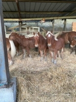 Vente de cheval : Popov