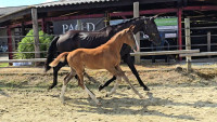 Vente de cheval : Pourlavie de Bonnaire