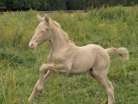 Vente de cheval : Di Qyou des 2 Merlettes