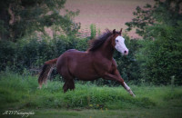 Vente de cheval : SVCOLONELSMART INGUN