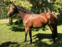 Vente de cheval : Heave de Brunel 