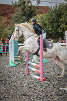 Vente de cheval : Falcon