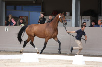 Vente de cheval : Lieve et ilaia de l'enclos de l'ange 