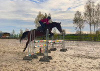 Vente de cheval : ROSSO ANTICO