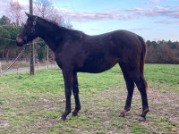 Vente de cheval : Sea the mood