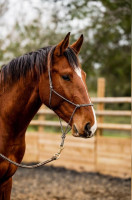 Vente de cheval : Cash