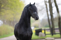 Vente de cheval : Sierd T.M.