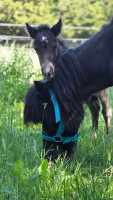 Vente de poney