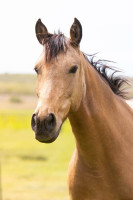 Vente de cheval : Championne du Coussoul