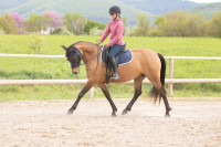 Vente de cheval : Championne du Coussoul