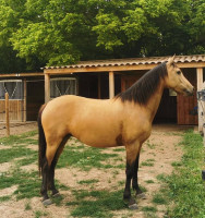 Vente de cheval : Championne